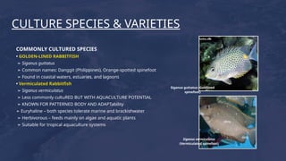 Comprehensive Guide to Rabbitfish (Siganidae) Aquaculture Practices and ...