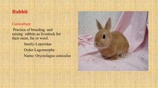 Rabbit
Cuniculture
Practice of breeding and
raising rabbits as livestock for
their meat, fur or wool.
family-Leporidae
Order-Lagomorpha
Name: Oryctolagus cuniculus
 
