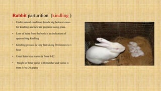 Rabbit general | PPTX