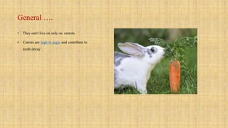 What Is Rabbit General Rabbit general | PPTX