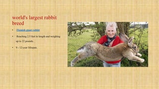 What Is Rabbit General Rabbit general | PPTX