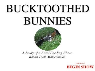 BUCKTOOTHED
BUNNIES
A Study of a Fatal Feeding Flaw:
Rabbit Tooth Malocclusion
click here to

BEGIN SHOW

 