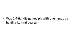 • Way 2Handle guinea pig with one hand , by
holding its hind quarter
 