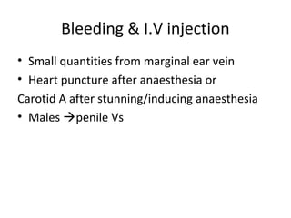 Bleeding & I.V injection
• Small quantities from marginal ear vein
• Heart puncture after anaesthesia or
Carotid A after stunning/inducing anaesthesia
• Males penile Vs
 