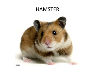 HAMSTER
 
