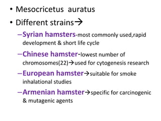 • Mesocricetus auratus
• Different strains
–Syrian hamsters-most commonly used,rapid
development & short life cycle
–Chinese hamster-lowest number of
chromosomes(22)used for cytogenesis research
–European hamstersuitable for smoke
inhalational studies
–Armenian hamsterspecific for carcinogenic
& mutagenic agents
 