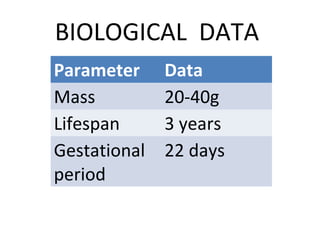 BIOLOGICAL DATA
Parameter Data
Mass 20-40g
Lifespan 3 years
Gestational
period
22 days
 