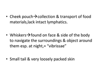 • Cheek pouchcollection & transport of food
materials,lack intact lymphatics.
• Whiskersfound on face & side of the body
to navigate the surroundings & object around
them esp. at night,= “vibrissae”
• Small tail & very loosely packed skin
 