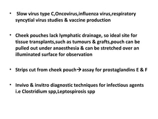 • Slow virus type C,Oncovirus,influenza virus,respiratory
syncytial virus studies & vaccine production
• Cheek pouches lack lymphatic drainage, so ideal site for
tissue transplants,such as tumours & grafts,pouch can be
pulled out under anaesthesia & can be stretched over an
illuminated surface for observation
• Strips cut from cheek pouchassay for prostaglandins E & F
• Invivo & invitro diagnostic techniques for infectious agents
i.e Clostridium spp,Leptospirosis spp
 
