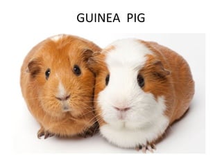 GUINEA PIG
 