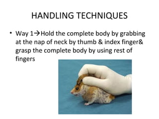 HANDLING TECHNIQUES
• Way 1Hold the complete body by grabbing
at the nap of neck by thumb & index finger&
grasp the complete body by using rest of
fingers
 