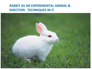 RABBIT AS AN EXPERIMENTAL ANIMAL &
INJECTION TECHNIQUES IN IT
 