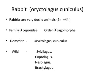 Rabbit (oryctolagus cuniculus)
• Rabbits are very docile animals (2n =44 )
• FamilyLeporidae OrderLagomorpha
• Domestic - Oryctolagus cuniculus
• Wild - Sylvilagus,
Coprolagus,
Nesolagus,
Brachylagus
 