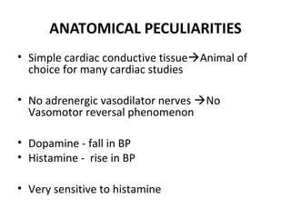 ANATOMICAL PECULIARITIES
• Simple cardiac conductive tissueAnimal of
choice for many cardiac studies
• No adrenergic vasodilator nerves No
Vasomotor reversal phenomenon
• Dopamine - fall in BP
• Histamine - rise in BP
• Very sensitive to histamine
 
