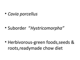 • Cavia porcellus
• Suborder “Hystricomorpha”
• Herbivorous-green foods,seeds &
roots,readymade chow diet
 