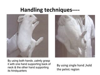Handling techniques----
By using single hand ,hold
the pelvic region
By using both hands ,calmly grasp
it with one hand supporting back of
neck & the other hand supporting
its hindquarters
 