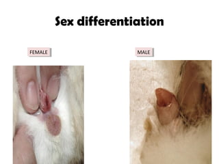 Sex differentiation
FEMALEFEMALE MALEMALE
 