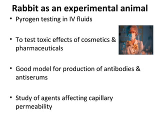 Rabbit as an experimental animal
• Pyrogen testing in IV fluids
• To test toxic effects of cosmetics &
pharmaceuticals
• Good model for production of antibodies &
antiserums
• Study of agents affecting capillary
permeability
 