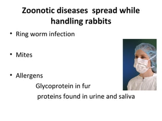 Zoonotic diseases spread while
handling rabbits
• Ring worm infection
• Mites
• Allergens
Glycoprotein in fur
proteins found in urine and saliva
 
