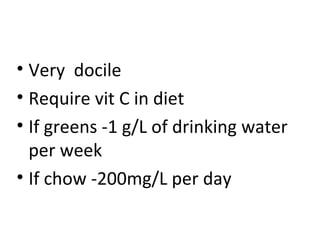 • Very docile
• Require vit C in diet
• If greens -1 g/L of drinking water
per week
• If chow -200mg/L per day
 