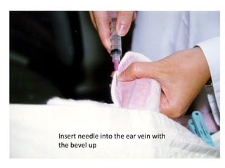 Insert needle into the ear vein with
the bevel up
 