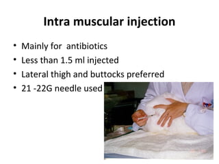 Intra muscular injection
• Mainly for antibiotics
• Less than 1.5 ml injected
• Lateral thigh and buttocks preferred
• 21 -22G needle used
 