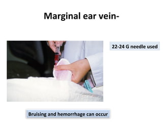 Marginal ear vein-
Bruising and hemorrhage can occur
22-24 G needle used
 