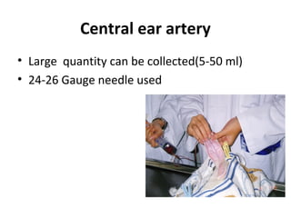 Central ear artery
• Large quantity can be collected(5-50 ml)
• 24-26 Gauge needle used
 