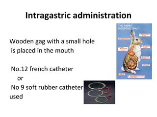 Intragastric administration
Wooden gag with a small hole
is placed in the mouth
No.12 french catheter
or
No 9 soft rubber catheter
used
 