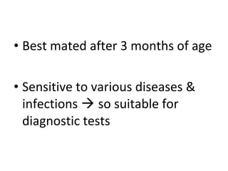 • Best mated after 3 months of age
• Sensitive to various diseases &
infections  so suitable for
diagnostic tests
 