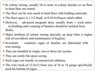 rabbit management rearing pattern, disease prevention,feeding ...