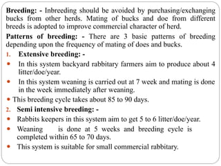 rabbit management rearing pattern, disease prevention,feeding ...