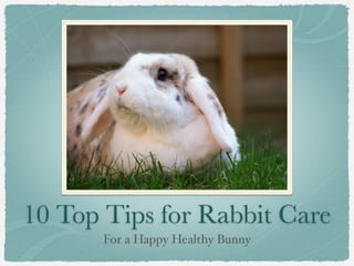 10 Top Tips for Rabbit Care
       For a Happy Healthy Bunny
 