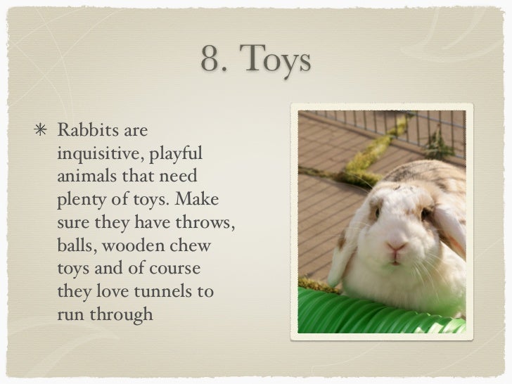 10 Top Tips For Rabbit Care