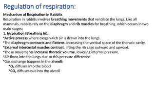 Rabbit presentation final B.Sc. Kirandeep Kaur .pptx