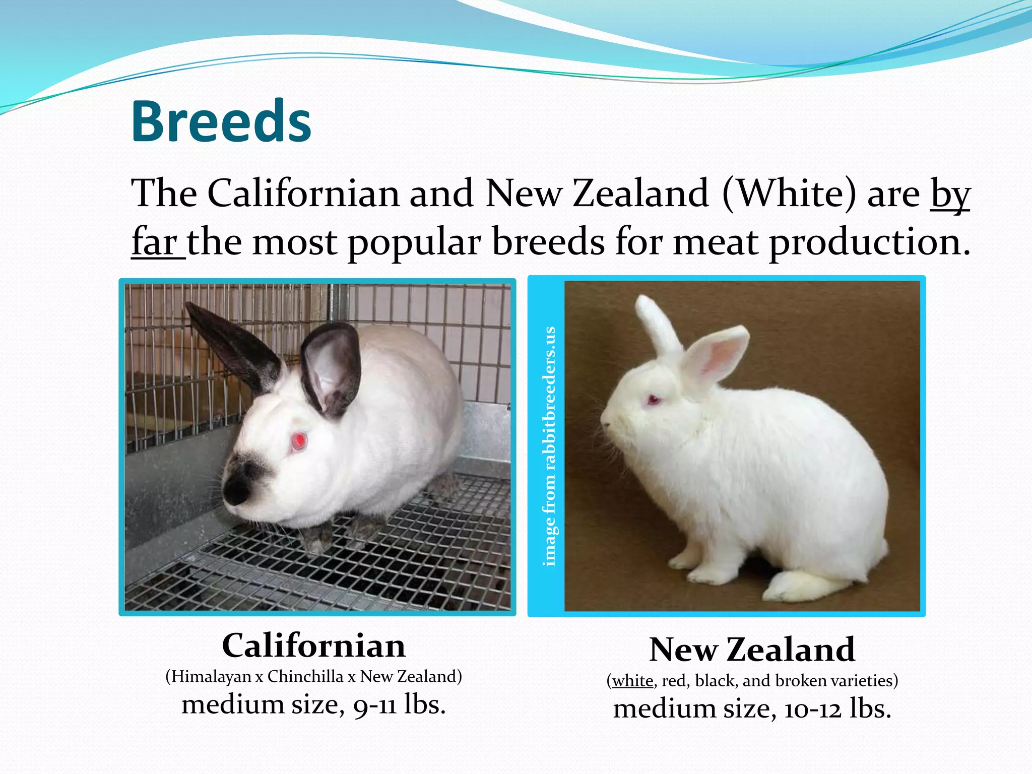 Rabbit production | PPTX