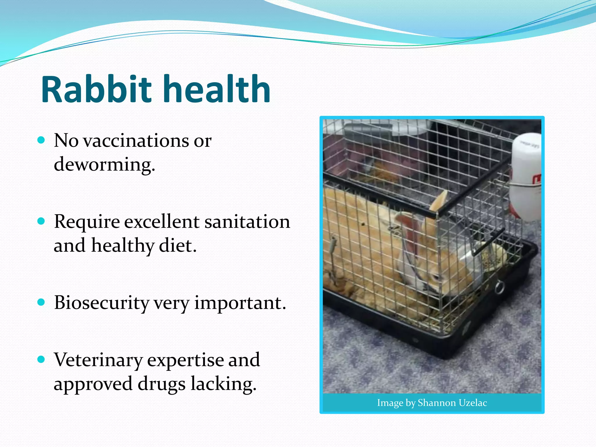 Rabbit production | PPTX