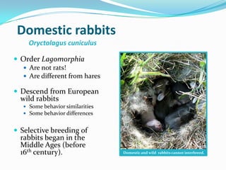 Taxonomy Of Rabbit Rabbit production | PPTX