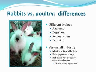 Rabbit production | PPTX