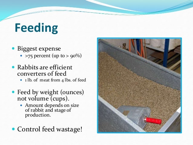 Rabbit Production