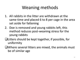 Withdrawn Rabbits Rabbit_Production_Notes.pptx