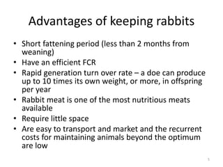 Rabbit_Production_Notes.pptx