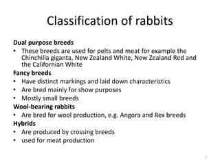 Rabbit_Production_Notes.pptx