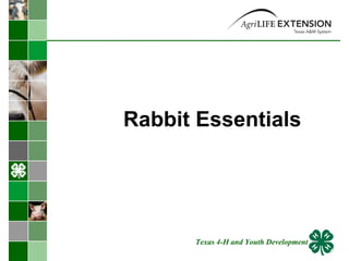 Rabbit Essentials  Texas 4-H and Youth Development 