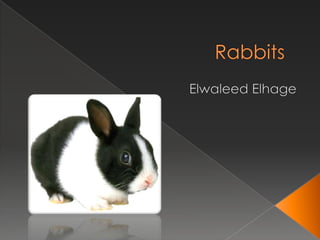 Rabbits Elwaleed Elhage 