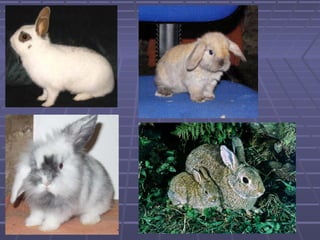Rabbits | PPT