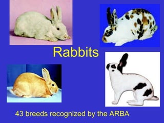 Rabbits



43 breeds recognized by the ARBA
 