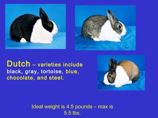 Dutch     – varieties include
black, gray, tortoise, blue,
chocolate, and steel.




         Ideal weight is 4.5 pounds – max is
                        5.5 lbs.
 