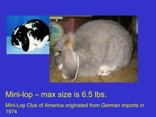 Mini-lop – max size is 6.5 lbs.
Mini-Lop Club of America originated from German imports in
1974
 