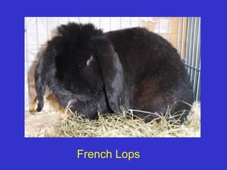 French Lops
 